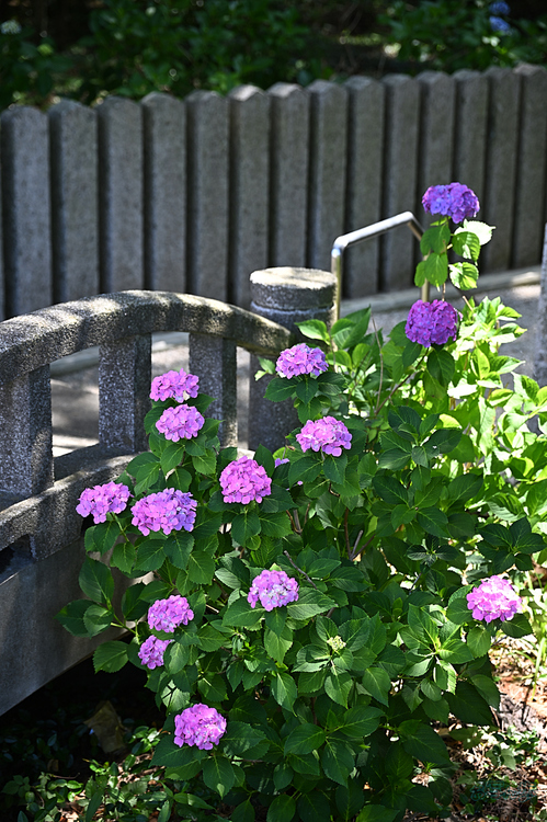 DSC_2100,75 mm,F4,iso100(JPEG).jpg