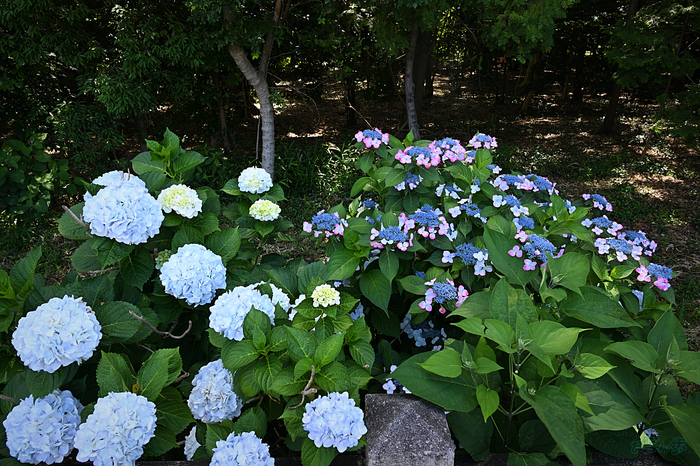DSC_2105,24 mm,F13,iso220(JPEG).jpg