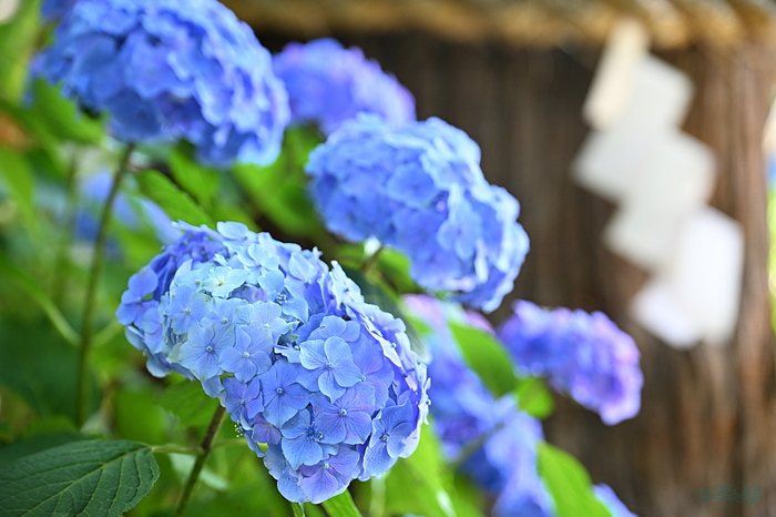 DSC_2117,86 mm,F4,iso500(JPEG).jpg