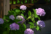 DSC_2151,120 mm,F5,iso100(JPEG).jpg