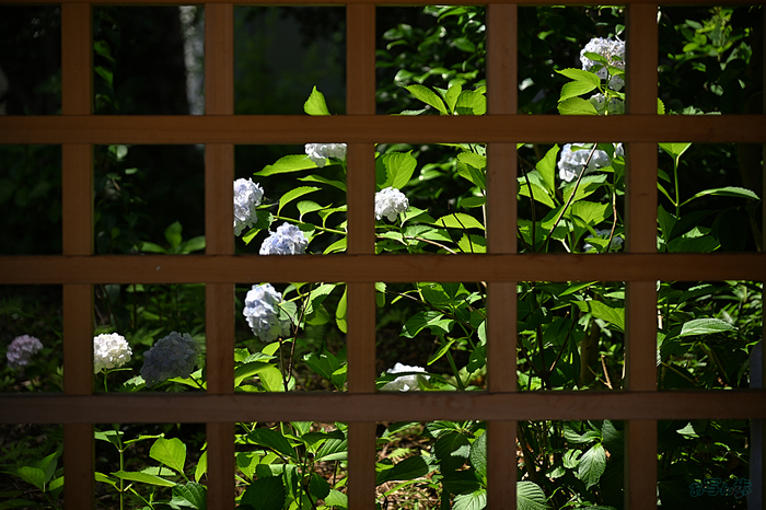 DSC_2157,105 mm,F4,iso100(JPEG).jpg