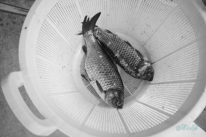R0000690co,18 mm,F2.8,iso320,RICOH GR IV Monochrome.jpg