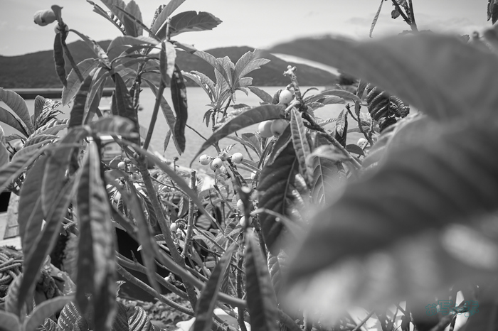 R0000726co,18 mm,F2.8,iso320,RICOH GR IV Monochrome.jpg