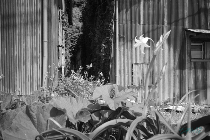 R0000741co,18 mm,F2.8,iso320,RICOH GR IV Monochrome.jpg
