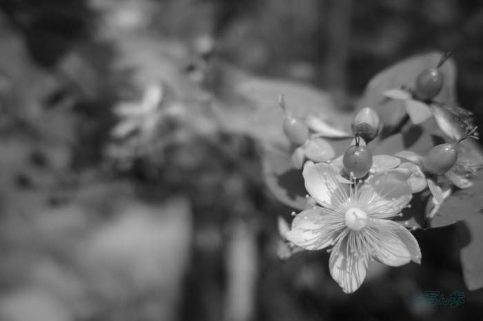 R0000764co,18 mm,F2.8,iso160,RICOH GR IV Monochrome.jpg