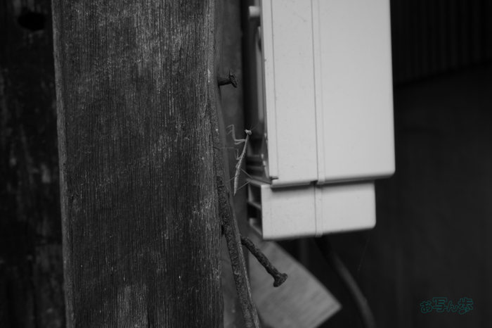R0000776co,18 mm,F8,iso160,RICOH GR IV Monochrome.jpg