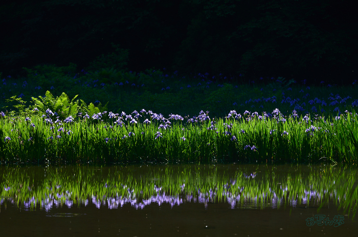SDIM7051co,200 mm,F5.6,iso100(DNG).jpg