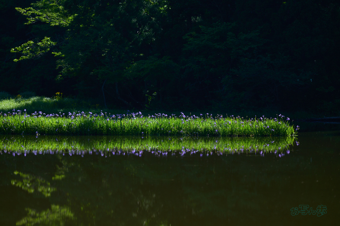SDIM7126co,200 mm,F2.2,iso100(DNG).jpg