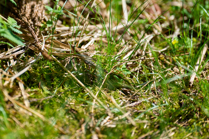 SDIM7201co,200 mm,F2,iso100(DNG).jpg