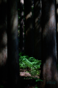SDIM7447co,200 mm,F2,iso100(DNG).jpg