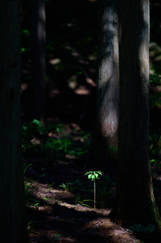 SDIM7450co,200 mm,F2,iso100(DNG).jpg