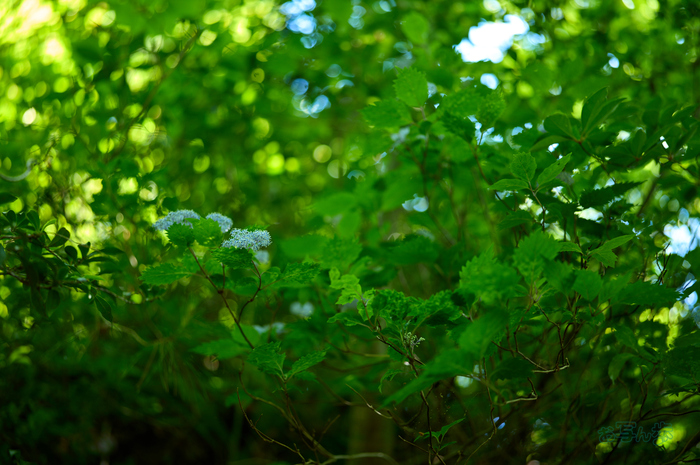 SDIM7541co,35 mm,F1.4,iso100(DNG).jpg