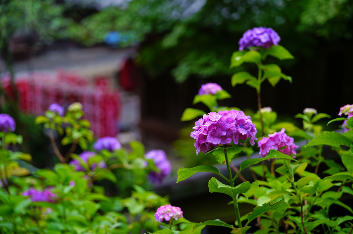 SDIM8013co,80 mm,F2.8,iso100,SIGMA fp L.jpg