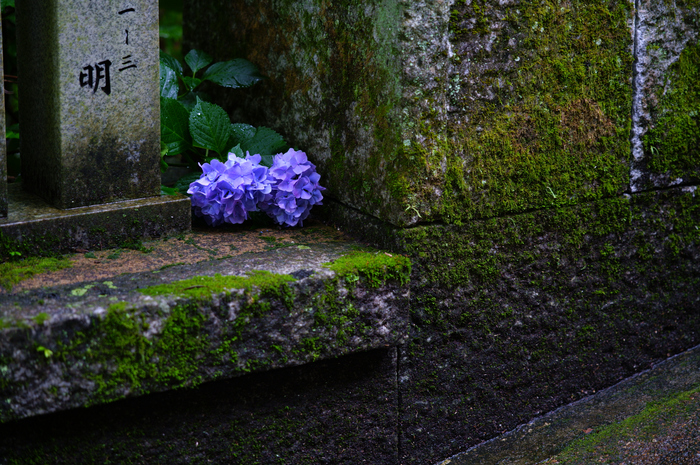 SDIM8020co,105 mm,F2.8,iso400,SIGMA fp L.jpg
