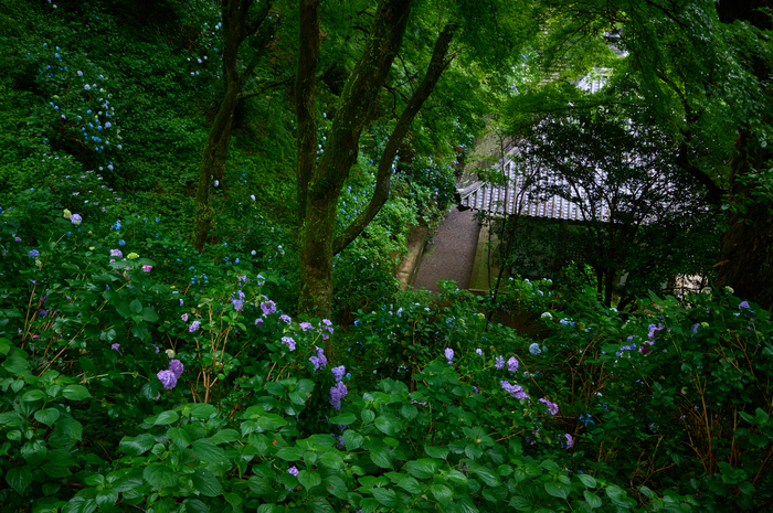 SDIM8041co,32 mm,F13,iso1600,SIGMA fp L.jpg