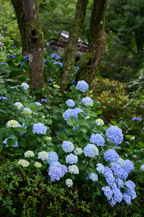 SDIM8130co,51 mm,F2.8,iso100,SIGMA fp L.jpg