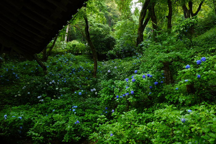 SDIM8188co,28 mm,F10,iso1600,SIGMA fp L.jpg