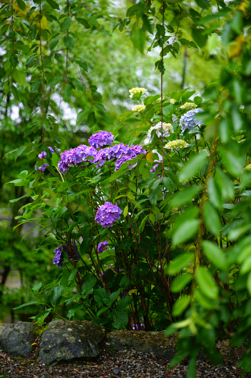 SDIM8311co,97 mm,F2.8,iso100,SIGMA fp L.jpg