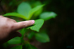 SDIM8822,35 mm,F1.2,iso100_35mm F1.2 DG II  Art 025                                   .jpg