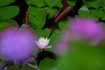 SDIM8966,200 mm,F2.8,iso100_70-200mm F2.8 DG DN OS  Sports 023                         .jpg