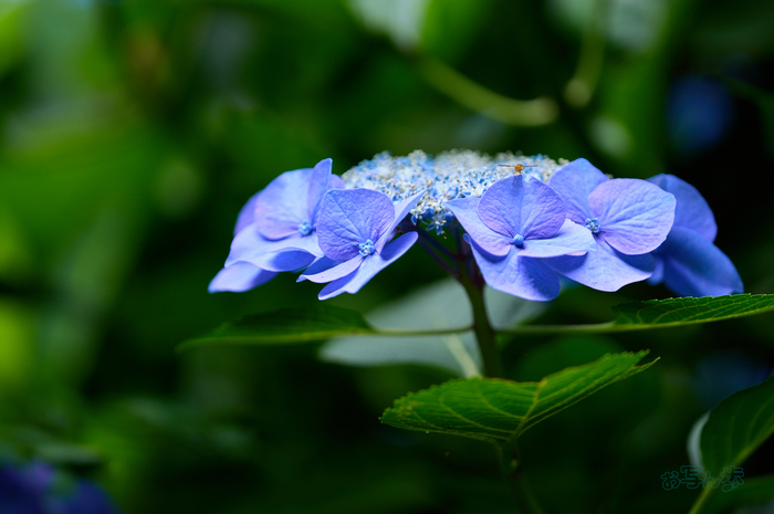 SDIM8980co,194 mm,F2.8,iso160,SIGMA fp L.jpg