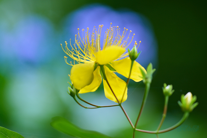 SDIM9055co,200 mm,F2.8,iso250,SIGMA fp L_1.jpg