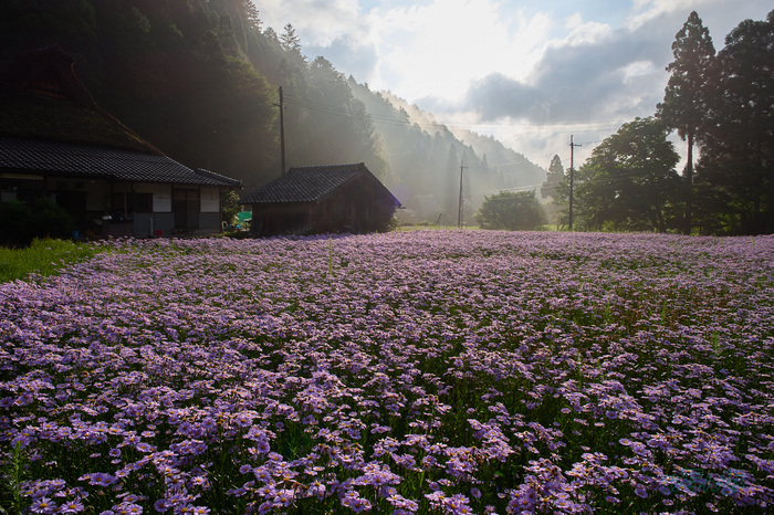 P7290537co,12 mm,F8,iso200,OM 12-45mm F4.0.jpg