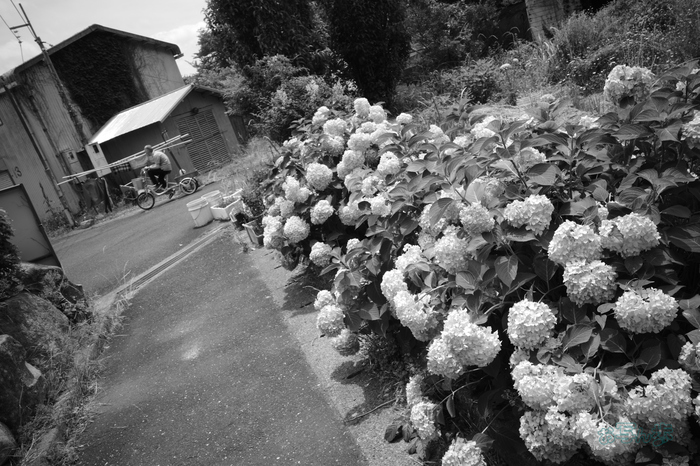 R0000854co,18 mm,F9,iso160,RICOH GR IV Monochrome.jpg