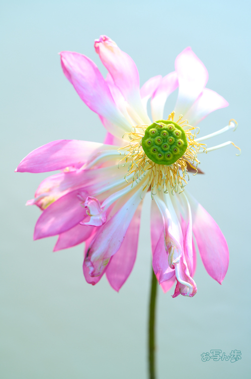 SDIM0660co,200 mm,F4,iso100,200mm F2 DG OS  Sports 025.jpg
