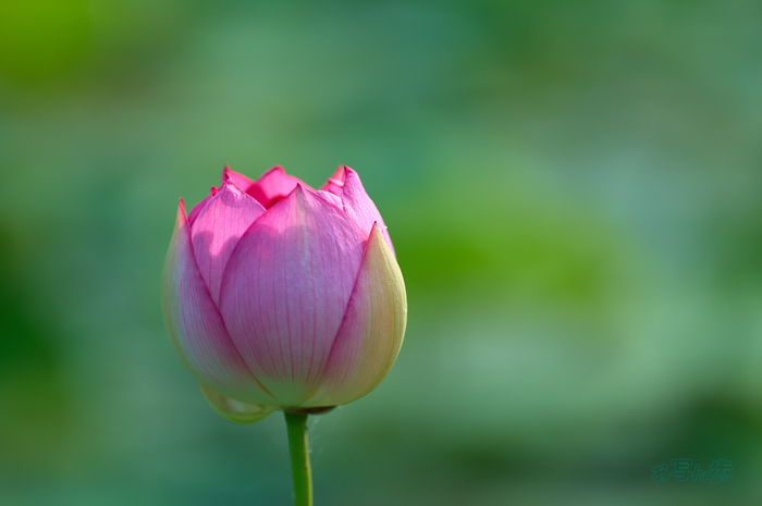SDIM0681co,200 mm,F2,iso100,200mm F2 DG OS  Sports 025.jpg