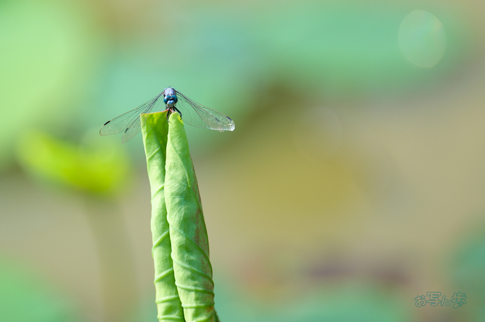 SDIM0733co,200 mm,F2,iso100,200mm F2 DG OS  Sports 025.jpg