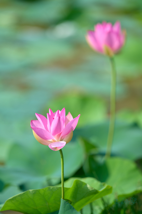 SDIM0810co,200 mm,F2,iso100,200mm F2 DG OS  Sports 025.jpg