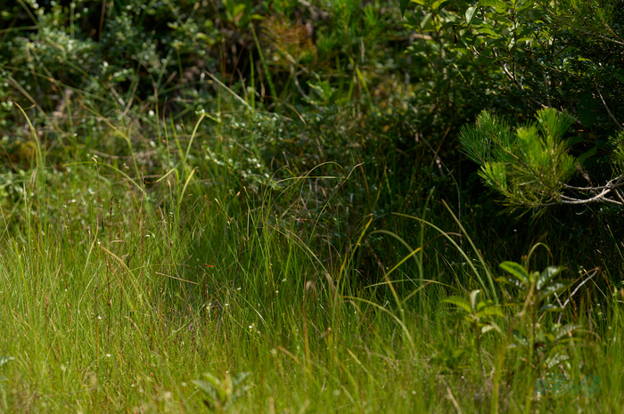 SDIM0948co,200 mm,F3.5,iso100,200mm F2 DG OS  Sports 025_1.jpg
