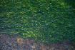 SDIM1111co,74 mm,F2.8,iso100,28-105mm F2.8 DG DN  Art 024.jpg