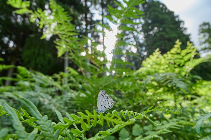 P7291310co,12 mm,F8,iso200,OM 12-45mm F4.0.jpg