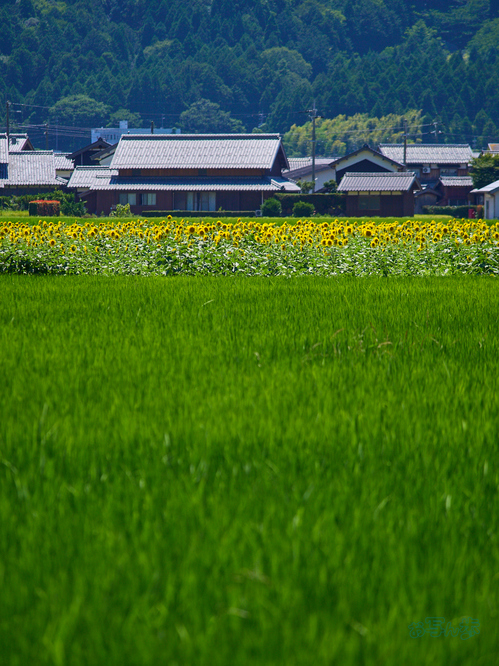 P8050402co,150 mm,F4,iso200,OM 40-150mm F4.0.jpg
