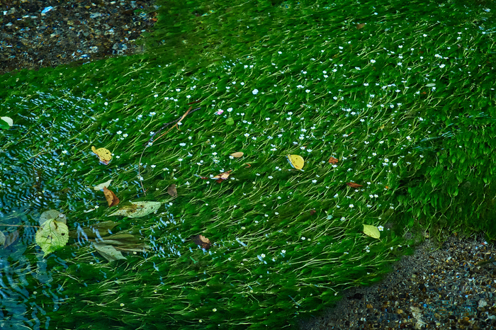 P8080136co,45 mm,F4,iso1250,OM 12-45mm F4.0.jpg