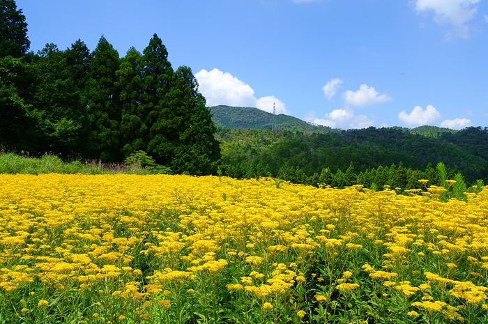 SDIM2227,F11,1-125 秒,iso100_28-105mm F2.8 DG DN  Art 024                               .jpg
