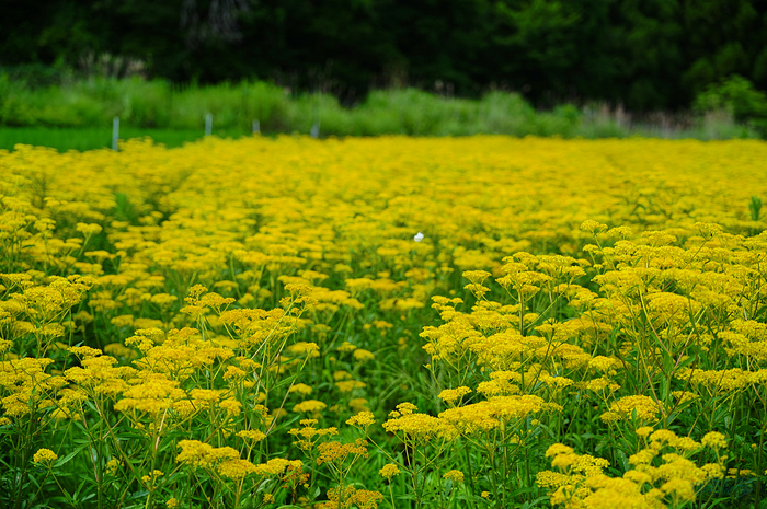 SDIM2233,F2.8,1-1250 秒,iso100_28-105mm F2.8 DG DN  Art 024                               .jpg