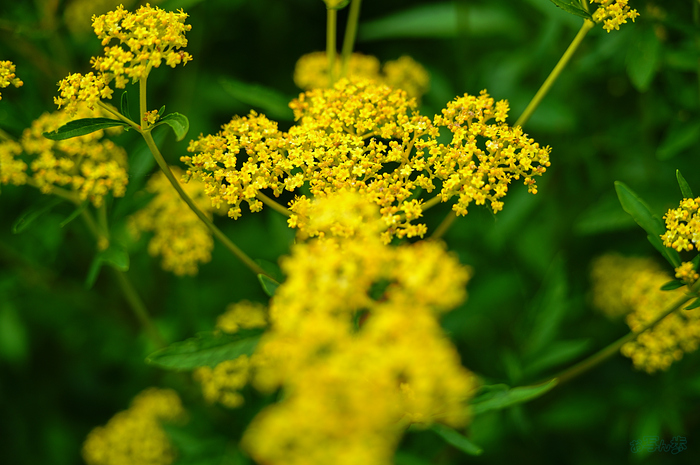 SDIM2242,F2.8,1-1000 秒,iso100_28-105mm F2.8 DG DN  Art 024                               .jpg