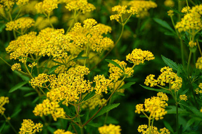 SDIM2245,F2.8,1-1000 秒,iso100_28-105mm F2.8 DG DN  Art 024                               .jpg