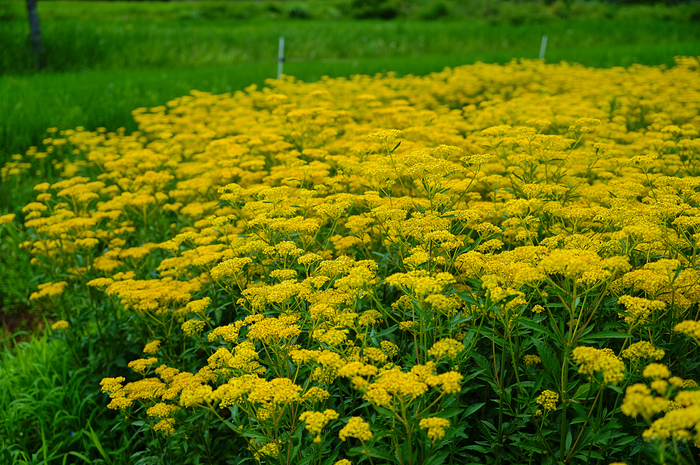 SDIM2248,F2.8,1-1250 秒,iso100_28-105mm F2.8 DG DN  Art 024                               .jpg