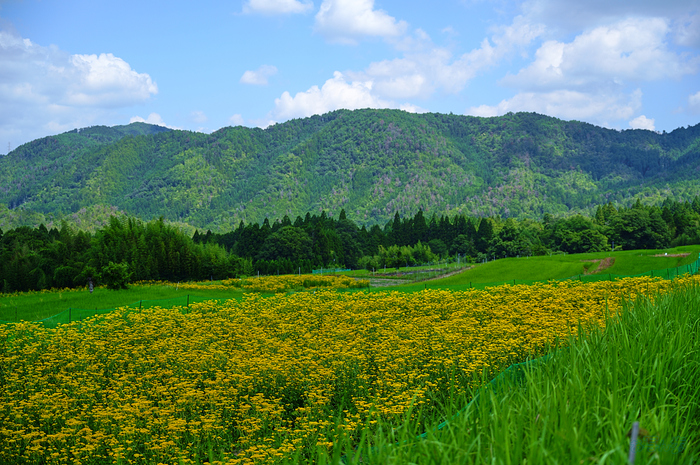 SDIM2256,F2.8,1-2000 秒,iso100_28-105mm F2.8 DG DN  Art 024                               .jpg