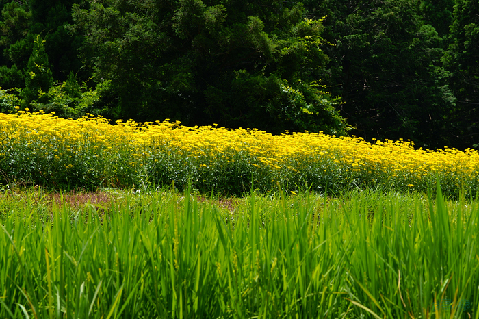 SDIM2297,F11,1-100 秒,iso100_28-105mm F2.8 DG DN  Art 024                               .jpg