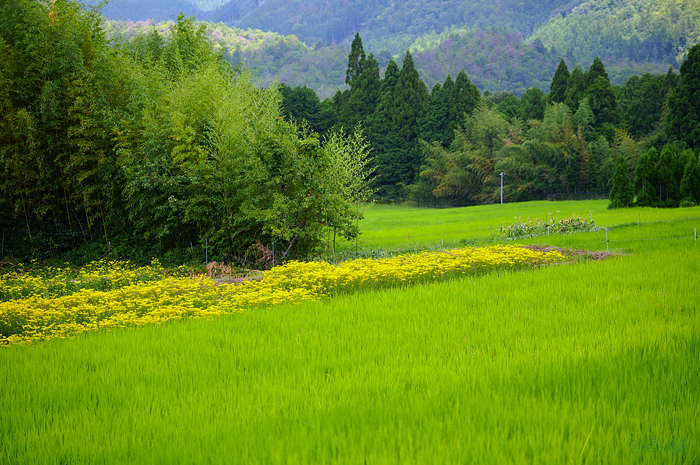 SDIM2386,F2.8,1-500 秒,iso100_28-105mm F2.8 DG DN  Art 024                               .jpg