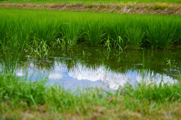 SDIM2440,F2.8,1-800 秒,iso100_28-105mm F2.8 DG DN  Art 024                               .jpg