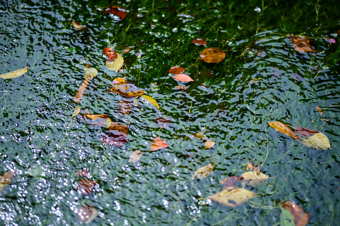 P1000022co,85 mm,F1.8,1-2000 秒,iso100,LUMIX S 85-F1.8.jpg