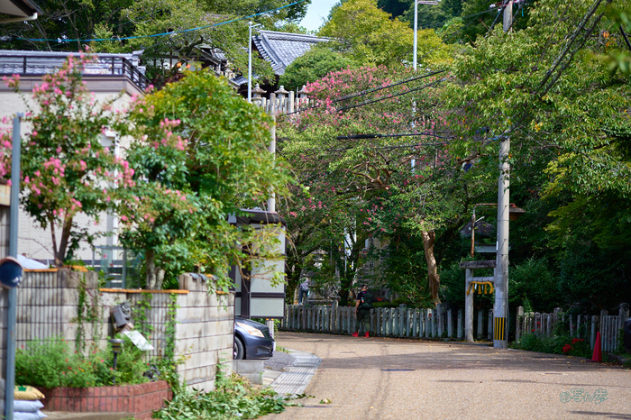 P1000090co,85 mm,F1.8,1-1300 秒,iso100,LUMIX S 85-F1.8.jpg