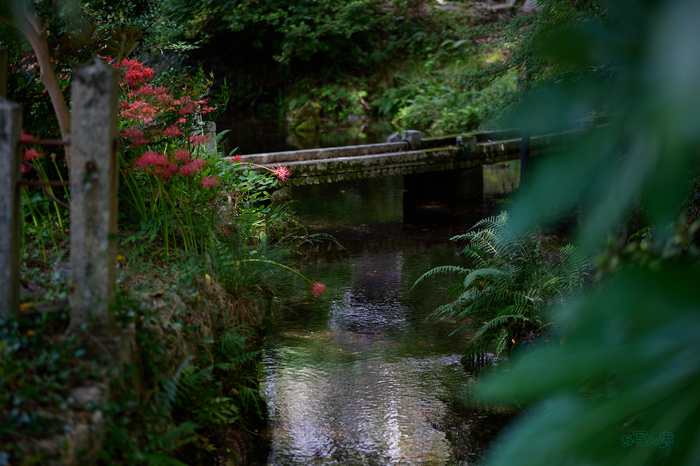 P1000092co,85 mm,F1.8,1-320 秒,iso100,LUMIX S 85-F1.8.jpg