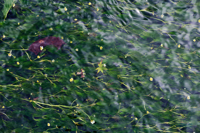 P1000108co,85 mm,F3.5,1-250 秒,iso100,LUMIX S 85-F1.8.jpg